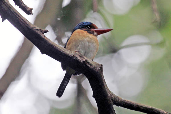 Banded Kingfisher